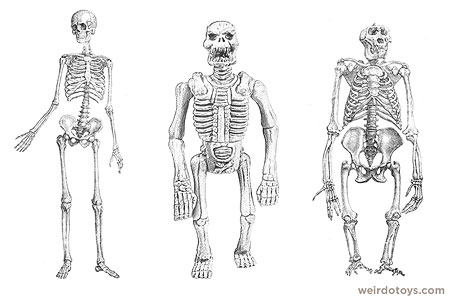 Skeleton lineup